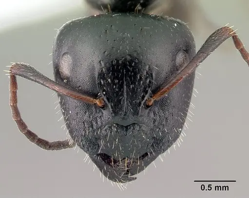 Camponotus piceus specimen CASENT0179870 image casent0179870_2