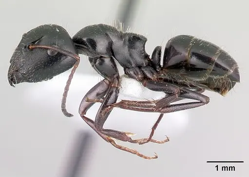 Camponotus piceus specimen CASENT0179870 image casent0179870_3