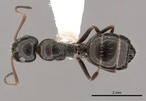 Camponotus piceus specimen CASENT0249977 image casent0249977_1