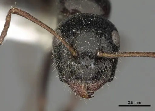Camponotus piceus specimen CASENT0249977 image casent0249977_2