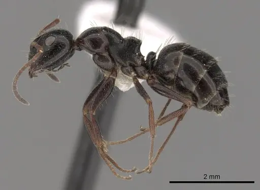 Camponotus piceus specimen CASENT0249977 image casent0249977_3