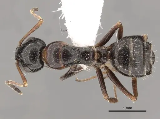 Camponotus piceus specimen CASENT0249978 image casent0249978_1