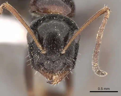 Camponotus piceus specimen CASENT0249978 image casent0249978_2