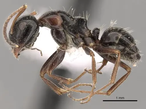 Camponotus piceus specimen CASENT0249978 image casent0249978_3