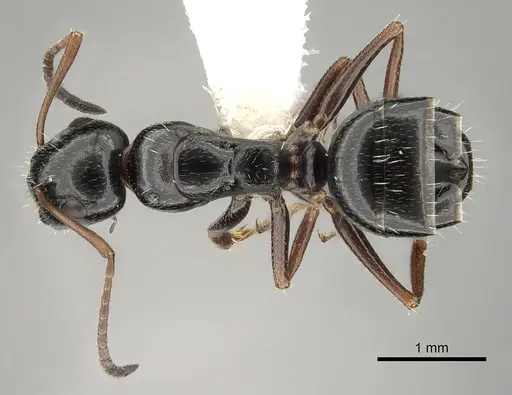 Camponotus piceus specimen CASENT0249995 image casent0249995_1