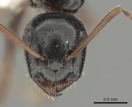 Camponotus piceus specimen CASENT0249995 image casent0249995_2