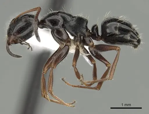 Camponotus piceus specimen CASENT0249995 image casent0249995_3