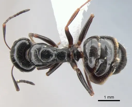 Camponotus piceus specimen CASENT0882006 image casent0882006_1