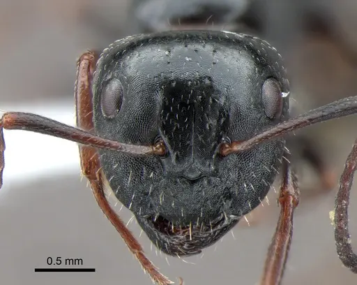 Camponotus piceus specimen CASENT0882006 image casent0882006_2