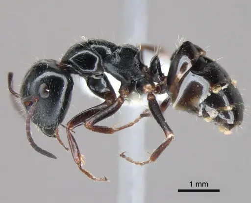 Camponotus piceus specimen CASENT0882006 image casent0882006_3