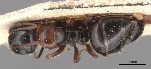 Camponotus piceus specimen CASENT0905390 image casent0905390_1
