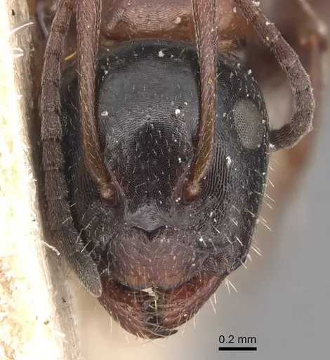 Camponotus piceus specimen CASENT0905390 image casent0905390_2