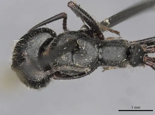 Camponotus piceus specimen CASENT0910437 image casent0910437_1