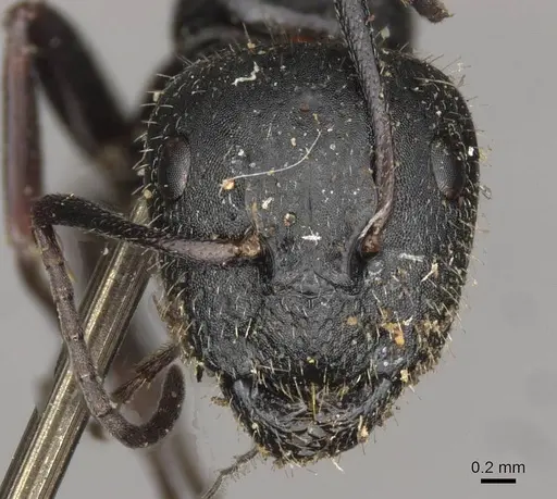 Camponotus piceus specimen CASENT0910437 image casent0910437_2