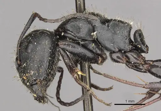 Camponotus piceus specimen CASENT0910437 image casent0910437_3