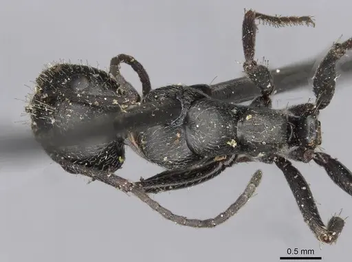 Camponotus piceus specimen CASENT0910438 image casent0910438_1
