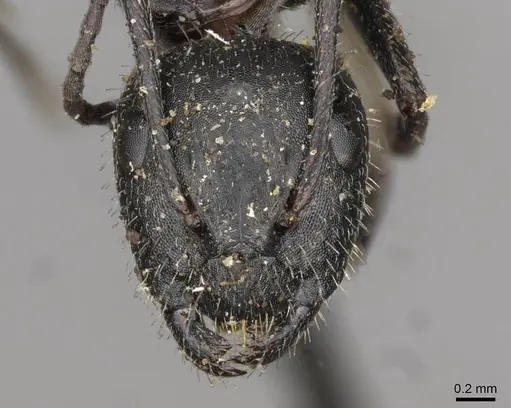 Camponotus piceus specimen CASENT0910438 image casent0910438_2