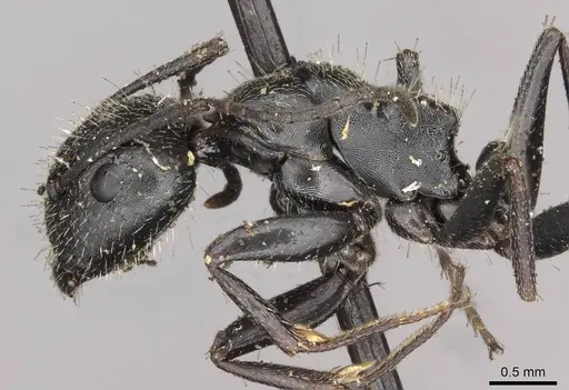 Camponotus piceus specimen CASENT0910438 image casent0910438_3