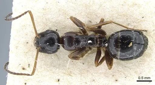 Camponotus piceus specimen CASENT0915596 image casent0915596_1