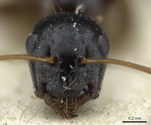 Camponotus piceus specimen CASENT0915596 image casent0915596_2