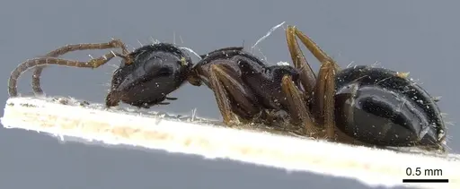 Camponotus piceus specimen CASENT0915596 image casent0915596_3