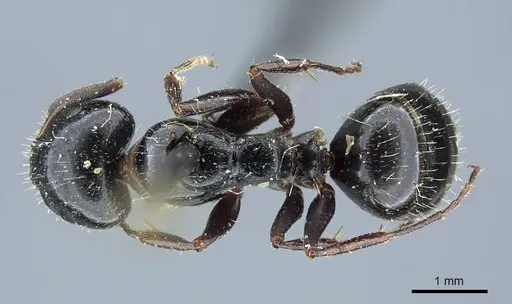 Camponotus piceus specimen CASENT0915597 image casent0915597_1