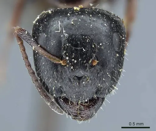Camponotus piceus specimen CASENT0915597 image casent0915597_2