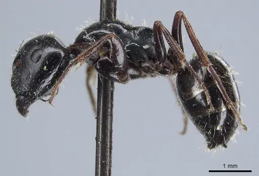 Camponotus piceus specimen CASENT0915597 image casent0915597_3