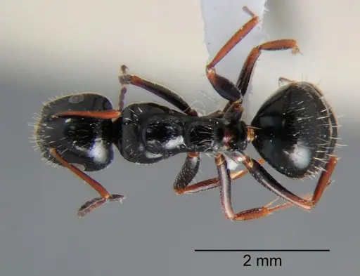 Camponotus piceus specimen CSH000018 image csh000018_1