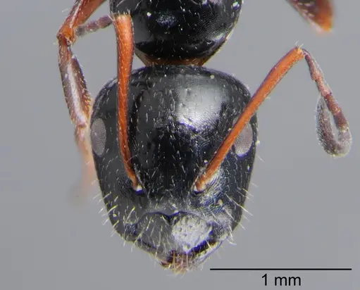Camponotus piceus specimen CSH000018 image csh000018_2