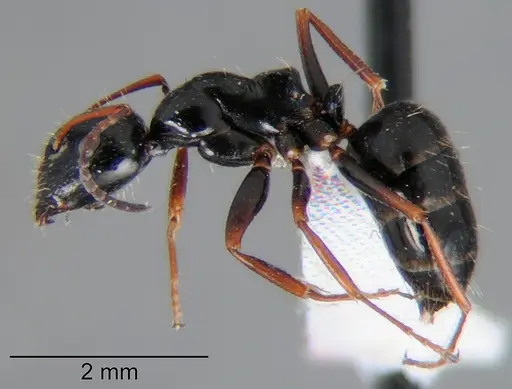 Camponotus piceus specimen CSH000018 image csh000018_3
