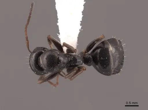 Camponotus piceus specimen FMNHINS0000045923 image fmnhins0000045923_1