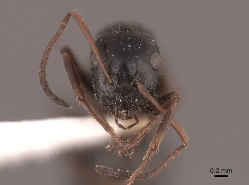 Camponotus piceus specimen FMNHINS0000045923 image fmnhins0000045923_2