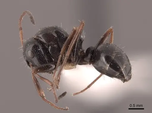 Camponotus piceus specimen FMNHINS0000045923 image fmnhins0000045923_3