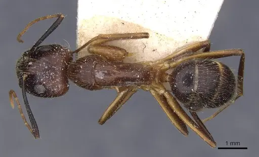 Camponotus picipes specimen CASENT0910007 image casent0910007_1