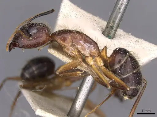 Camponotus picipes specimen CASENT0910007 image casent0910007_3