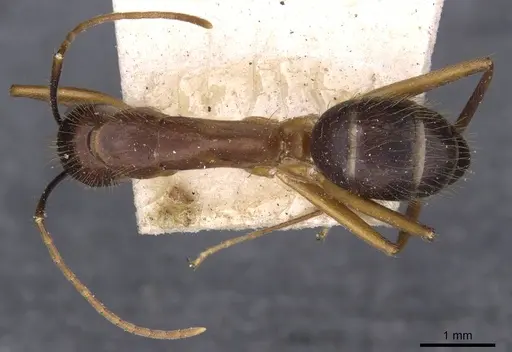 Camponotus picipes specimen CASENT0910008 image casent0910008_1
