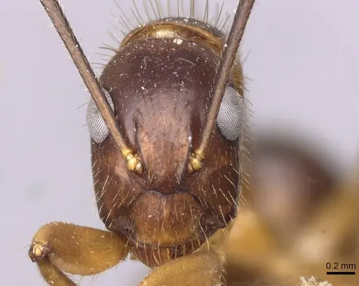 Camponotus picipes specimen CASENT0910008 image casent0910008_2