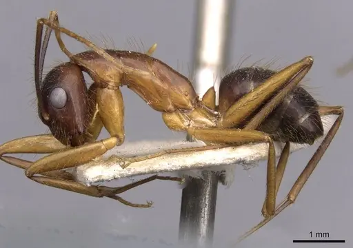 Camponotus picipes specimen CASENT0910008 image casent0910008_3