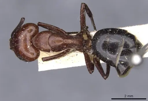 Camponotus picipes specimen CASENT0910012 image casent0910012_1