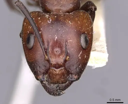 Camponotus picipes specimen CASENT0910012 image casent0910012_2