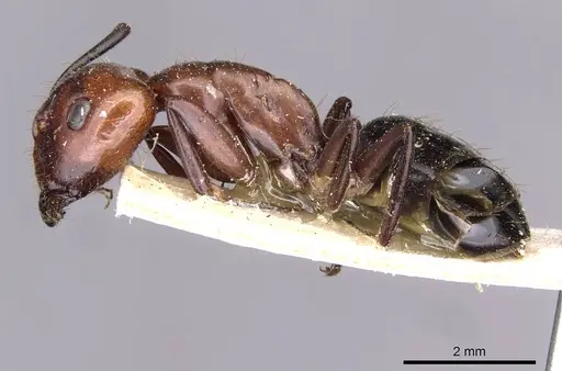 Camponotus picipes specimen CASENT0910012 image casent0910012_3