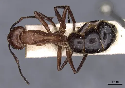Camponotus picipes specimen CASENT0910013 image casent0910013_1