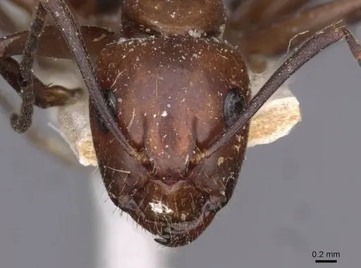 Camponotus picipes specimen CASENT0910013 image casent0910013_2