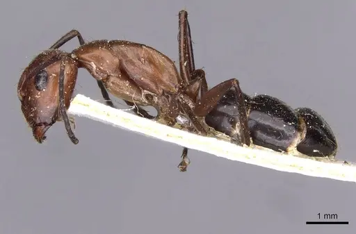 Camponotus picipes specimen CASENT0910013 image casent0910013_3