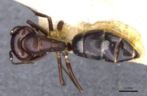Camponotus picipes specimen CASENT0910014 image casent0910014_1