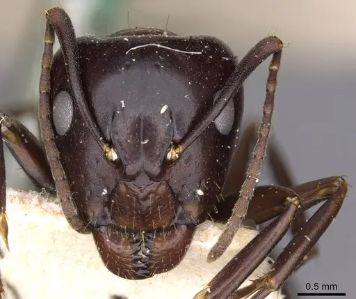 Camponotus picipes specimen CASENT0910014 image casent0910014_2