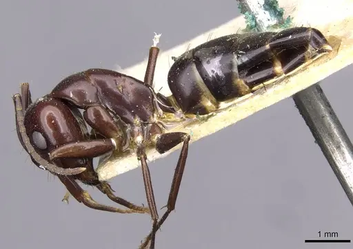 Camponotus picipes specimen CASENT0910014 image casent0910014_3
