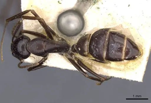 Camponotus picipes specimen CASENT0910015 image casent0910015_1