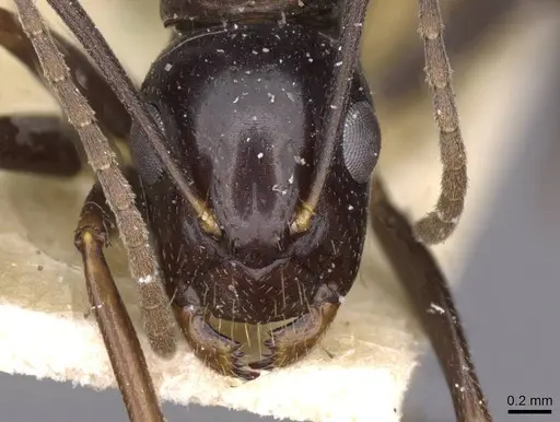 Camponotus picipes specimen CASENT0910015 image casent0910015_2